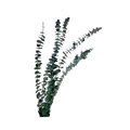 Preserved Baby Blue Spiral Eucalyptus