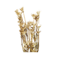 Dried Nigella Orientalis
