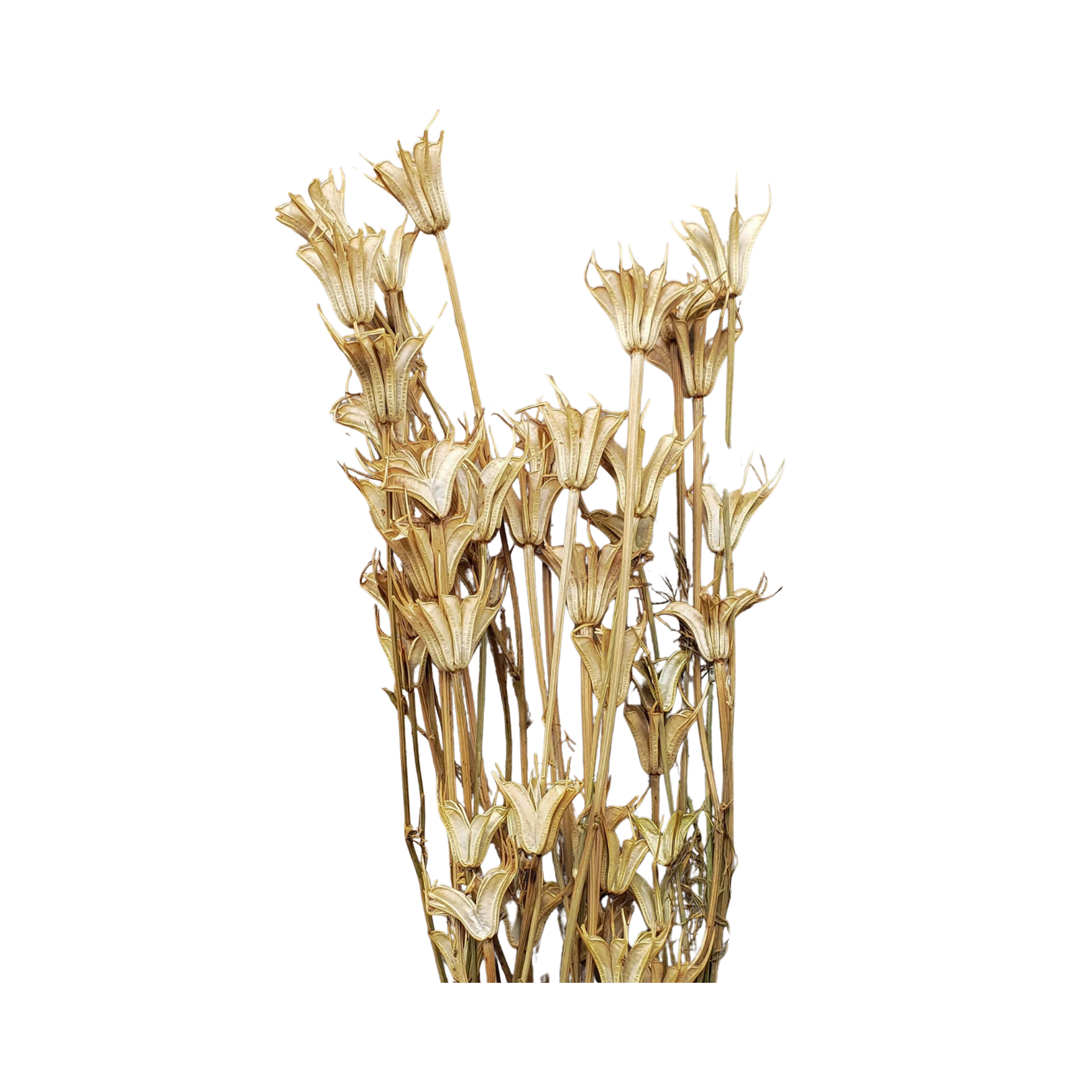 Dried Nigella Orientalis