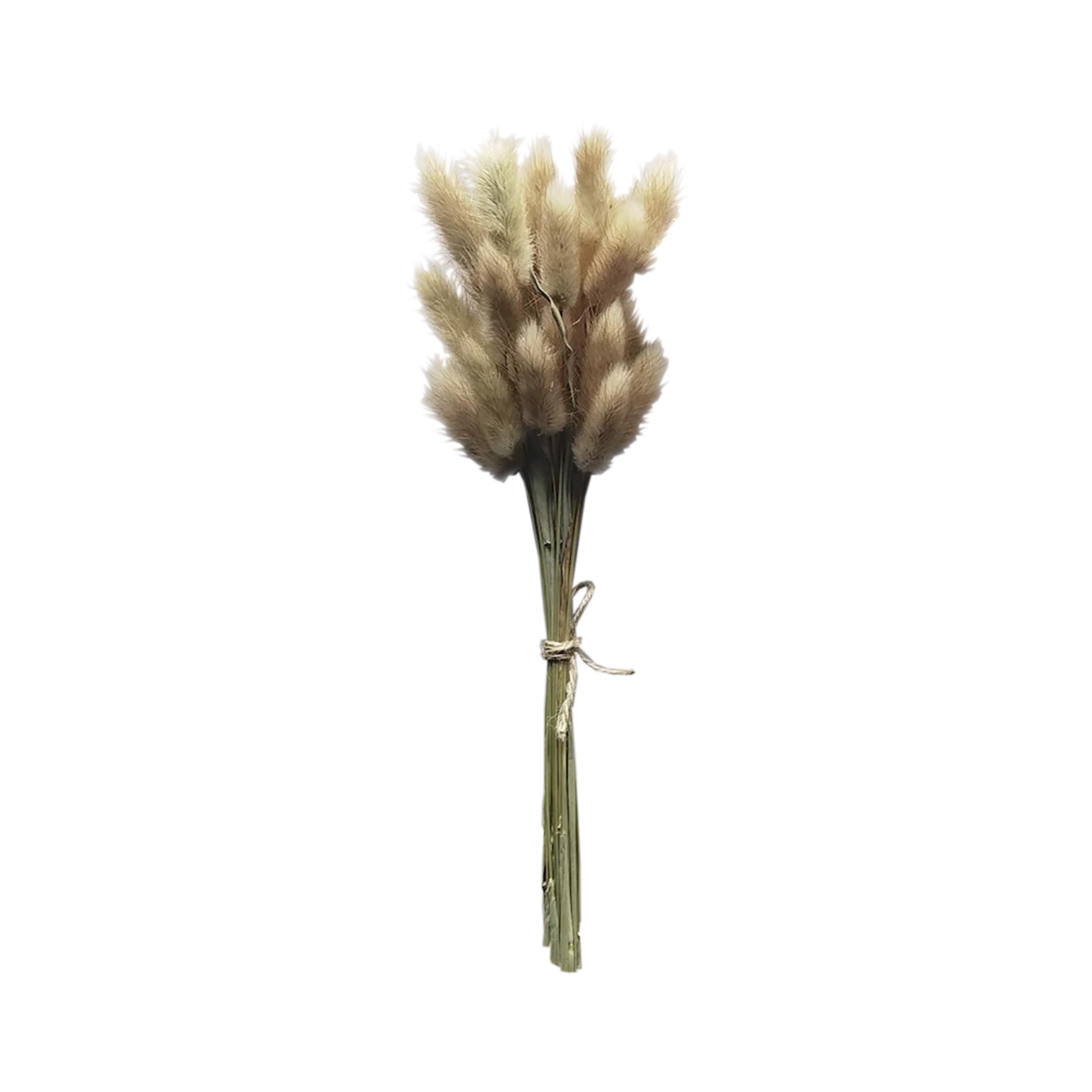 Dried Bunny Tails Natural
